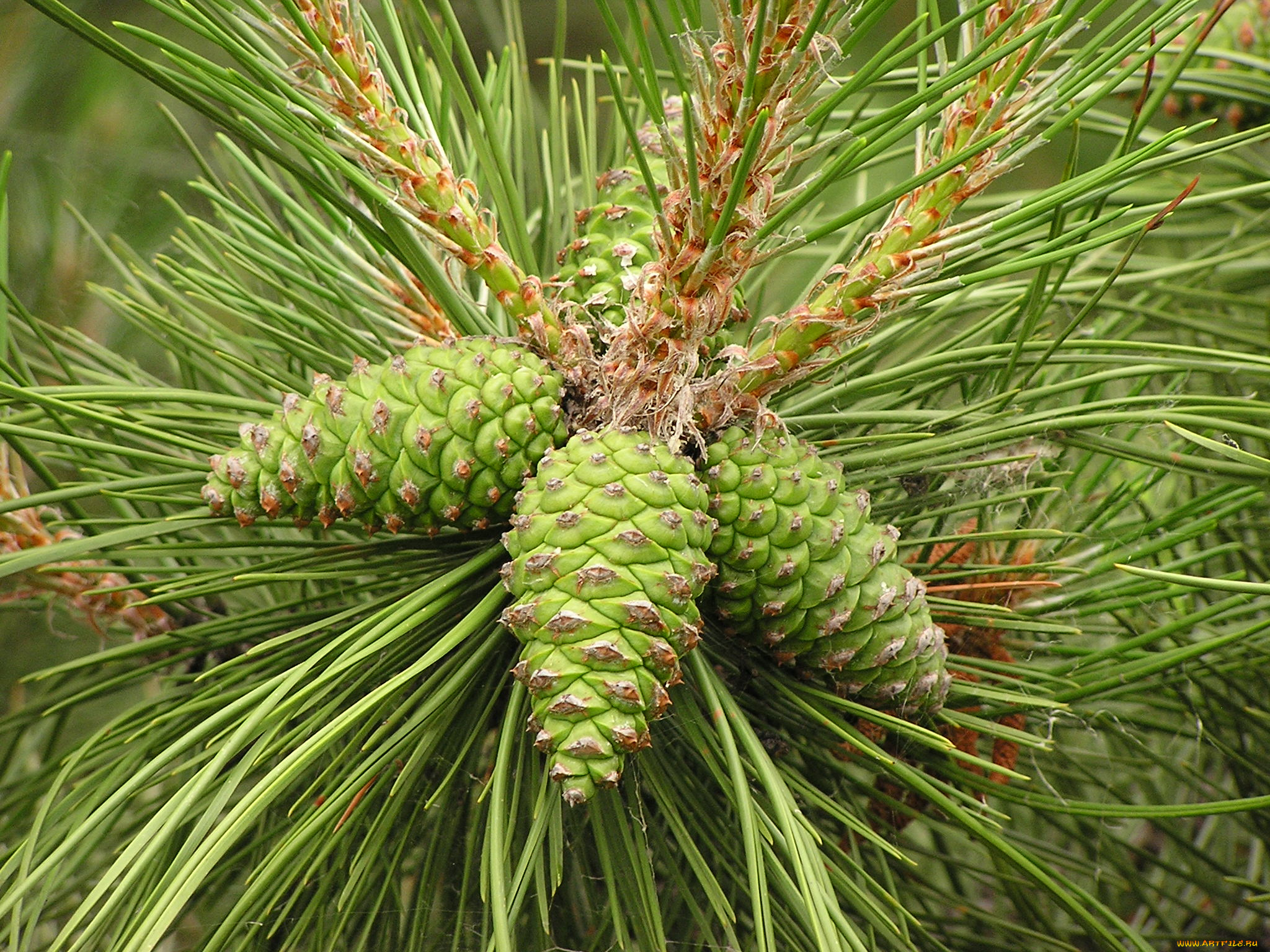 шишки, природа