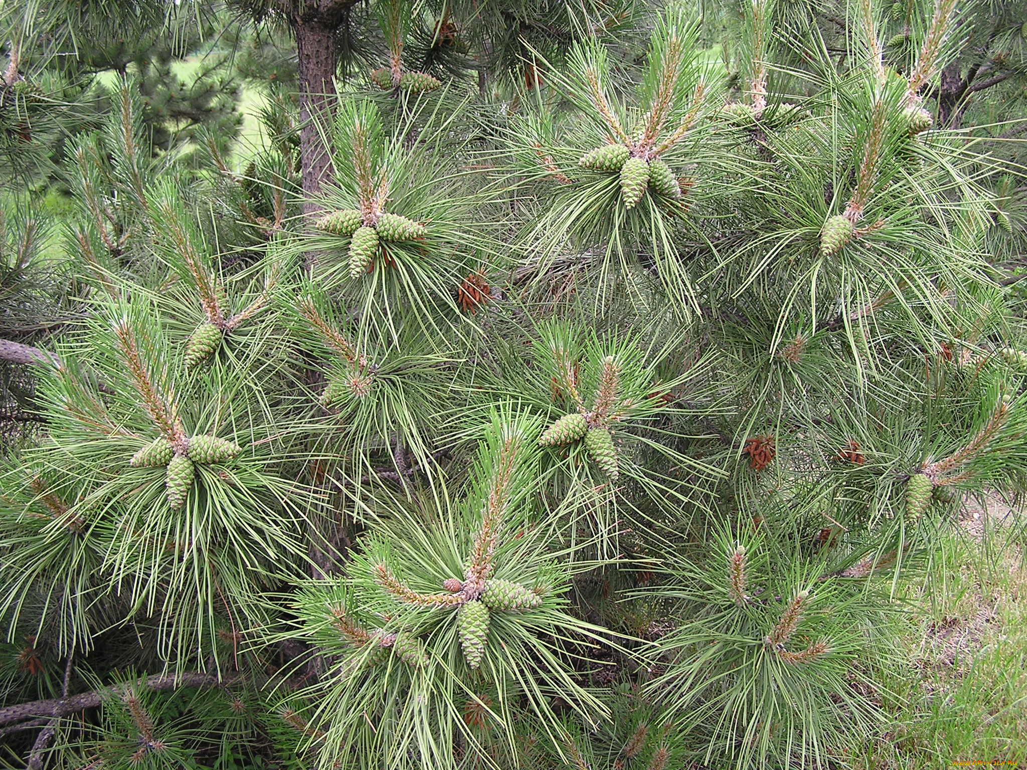 Ёлка, природа