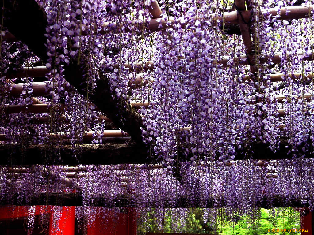 цветы, глициния