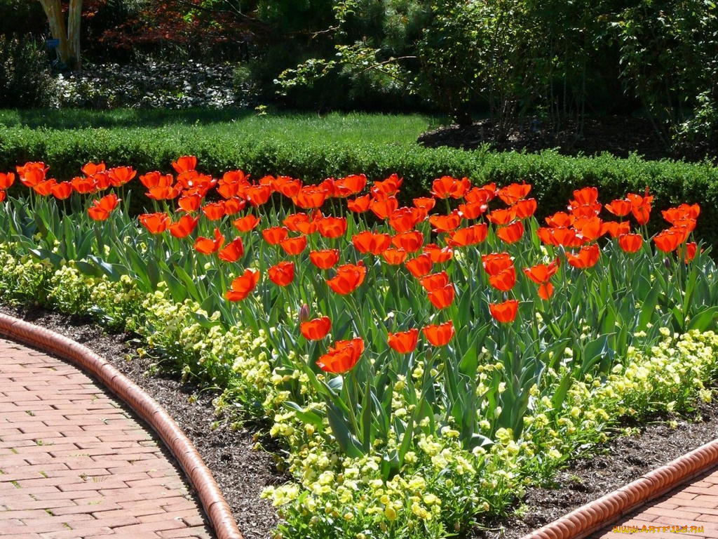 цветы, разные, вместе