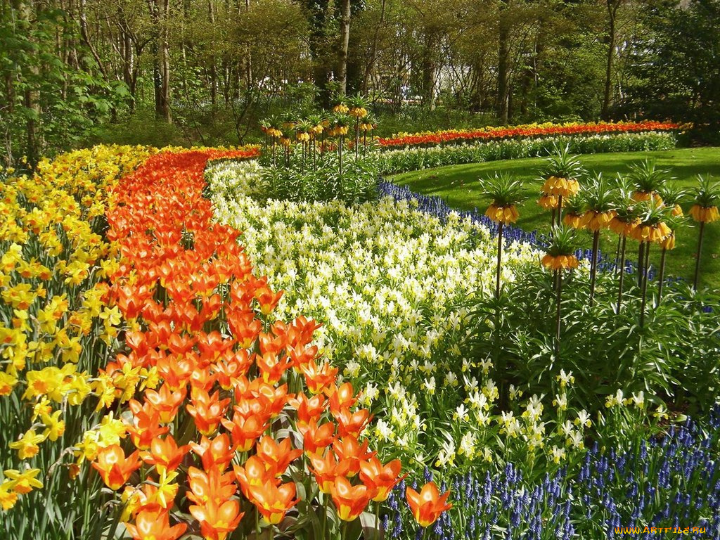 цветы, разные, вместе