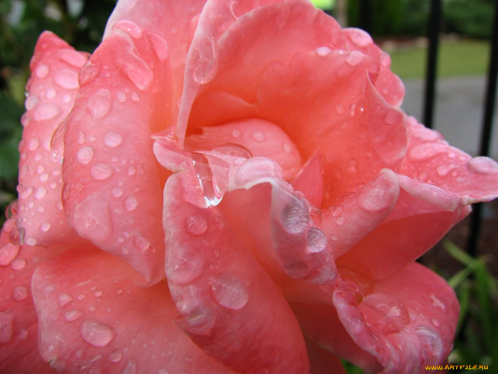 цветы, розы