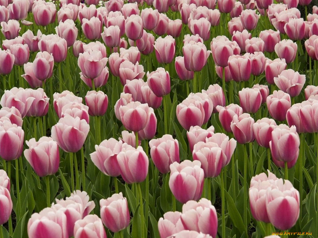 цветы, тюльпаны