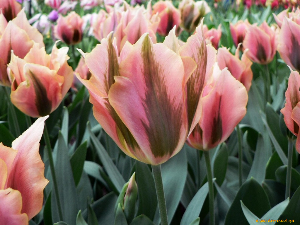 цветы, тюльпаны