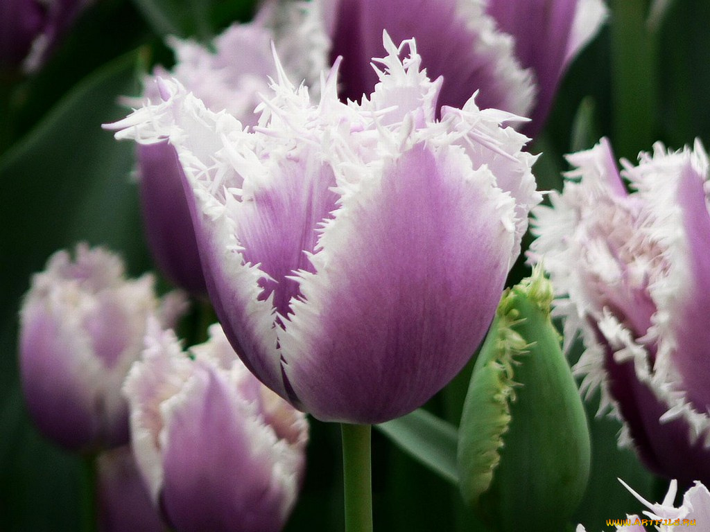 цветы, тюльпаны