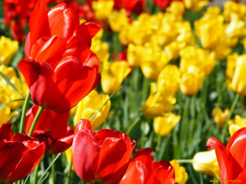 цветы, тюльпаны