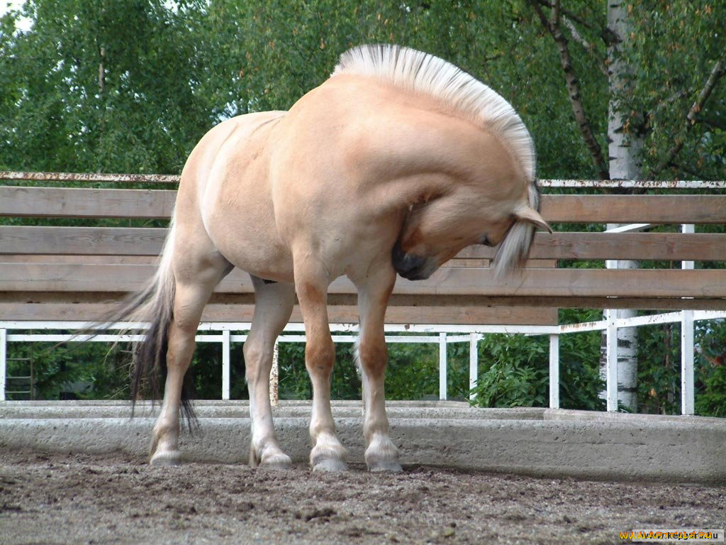 животные, лошади