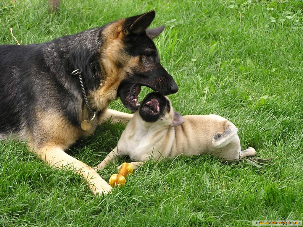 животные, собаки