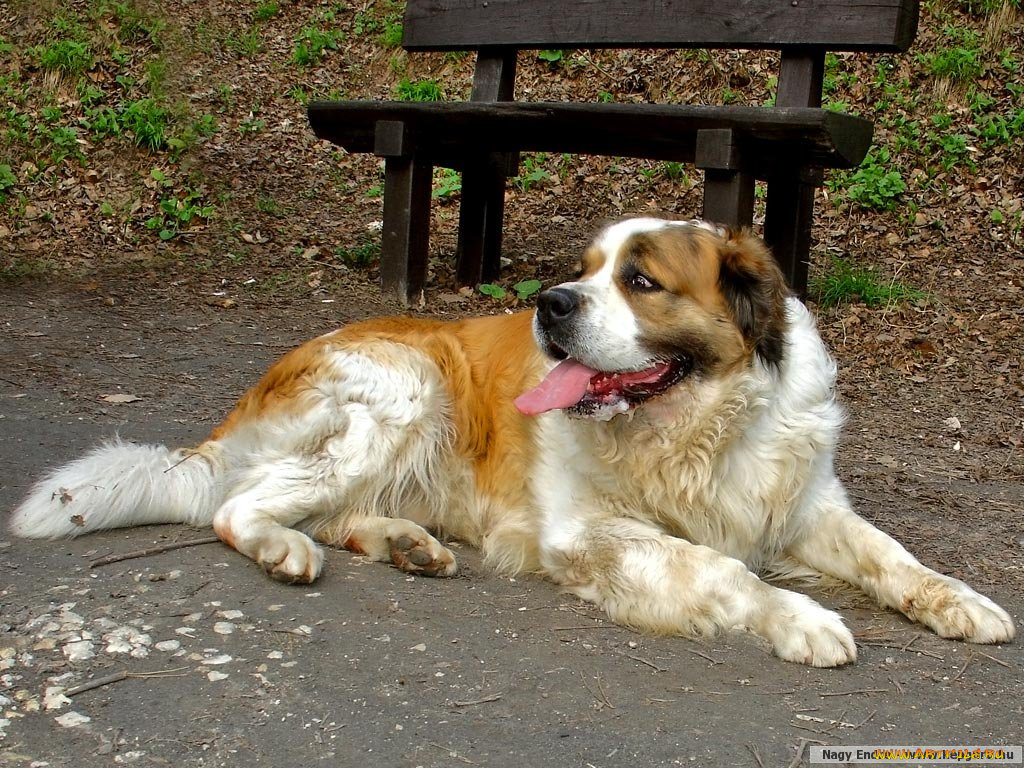 животные, собаки