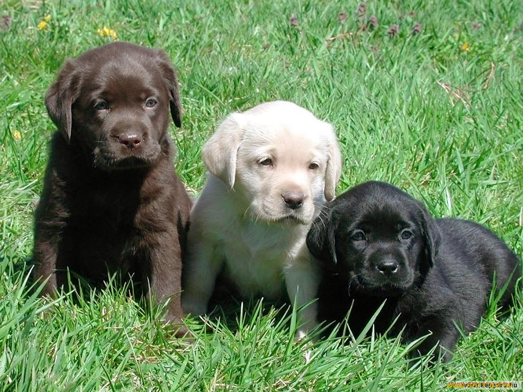 животные, собаки