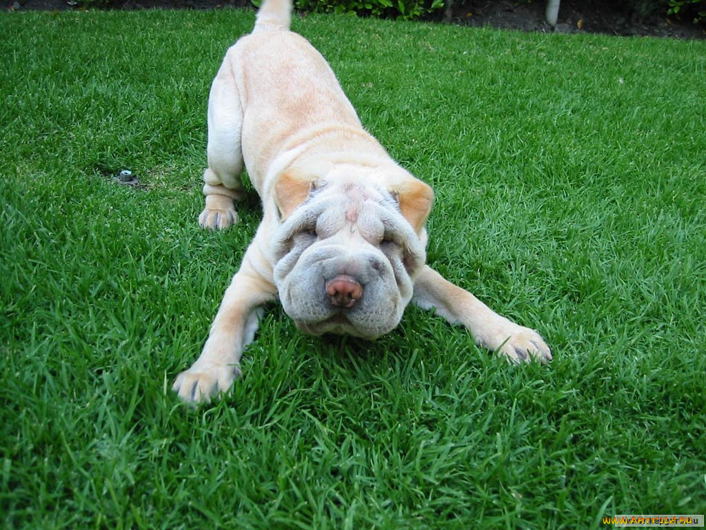 животные, собаки