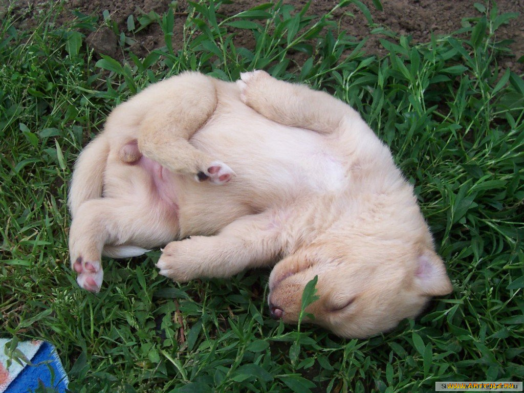 животные, собаки