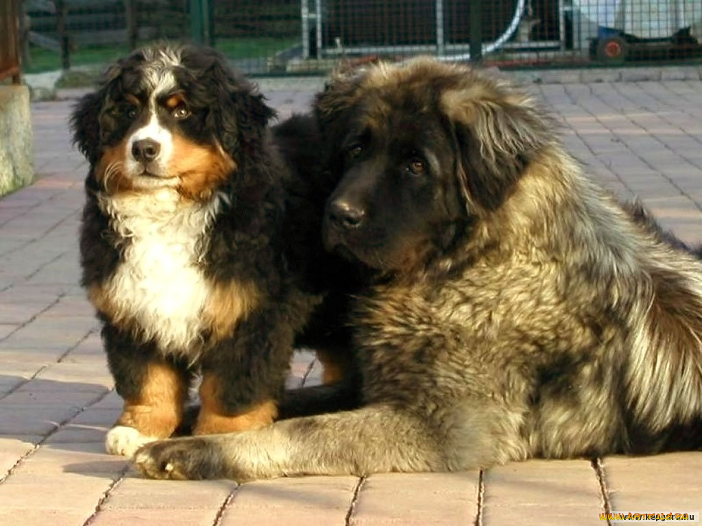 животные, собаки