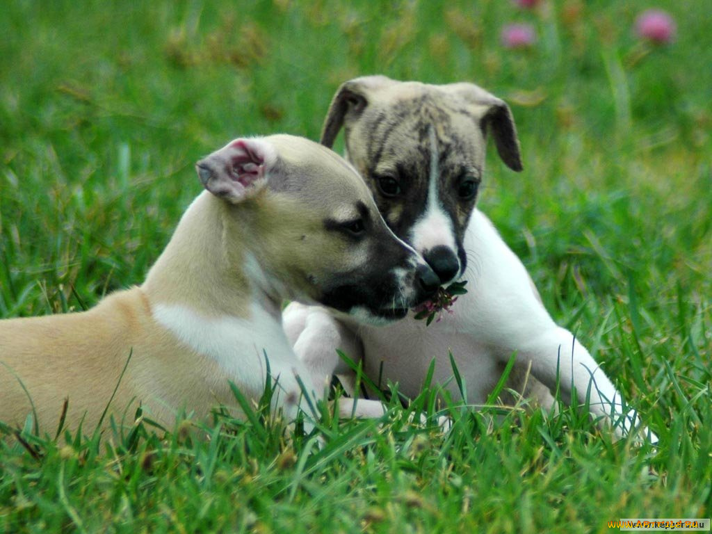 животные, собаки