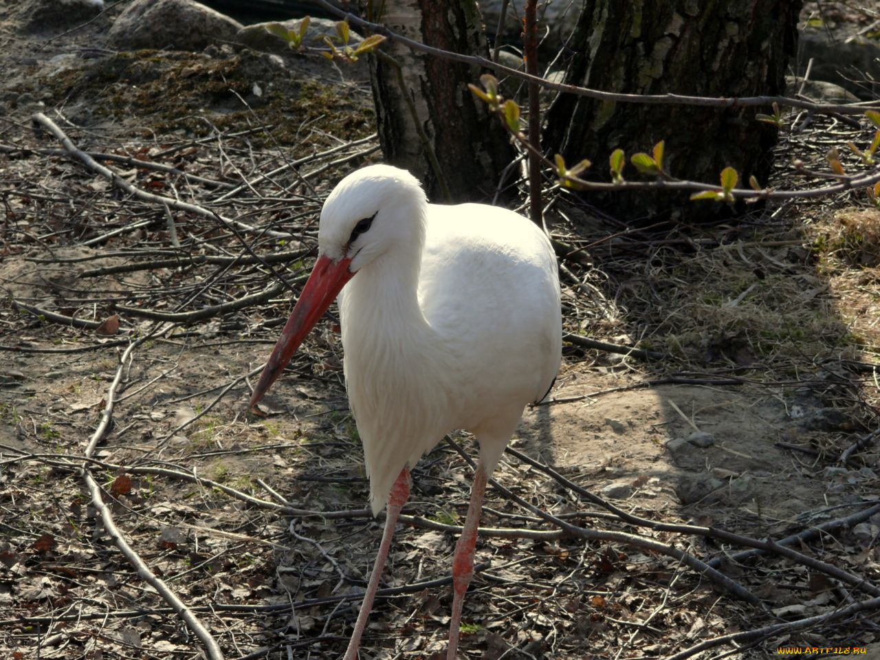 аист, животные, аисты