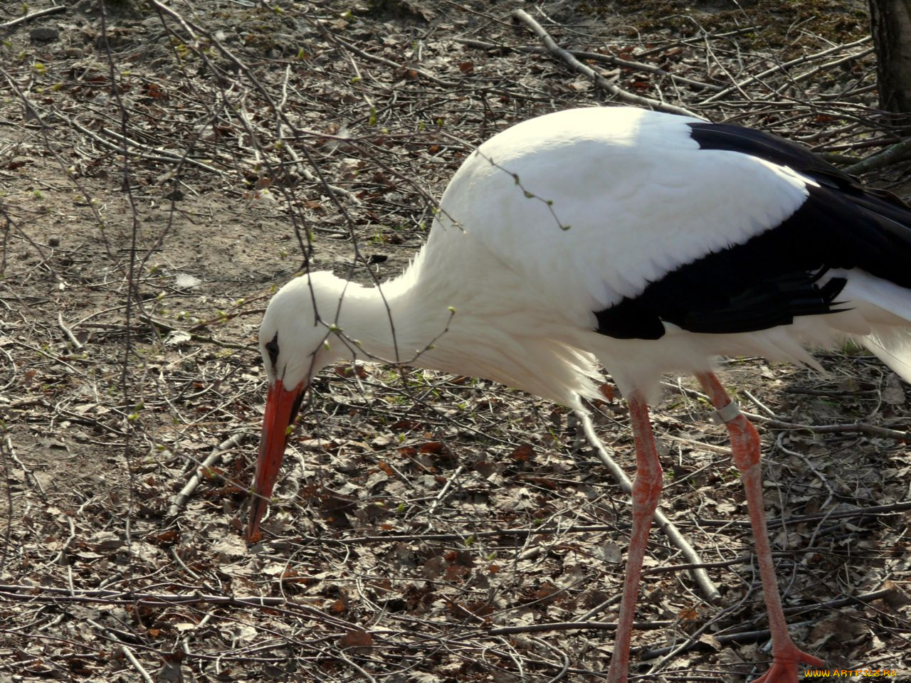аист, животные, аисты