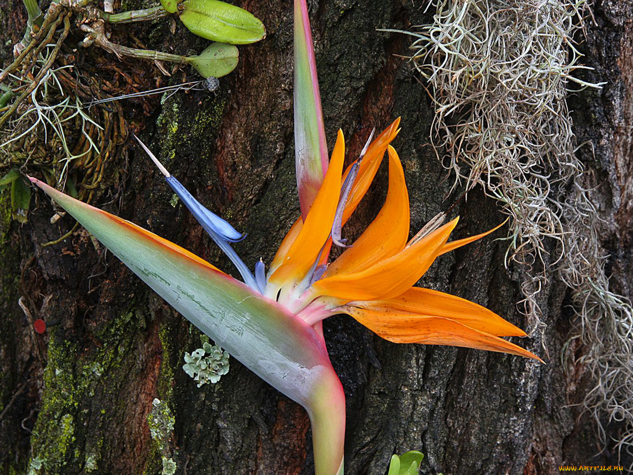 by, firey, sunset, цветы, стрелиция, райская, птица