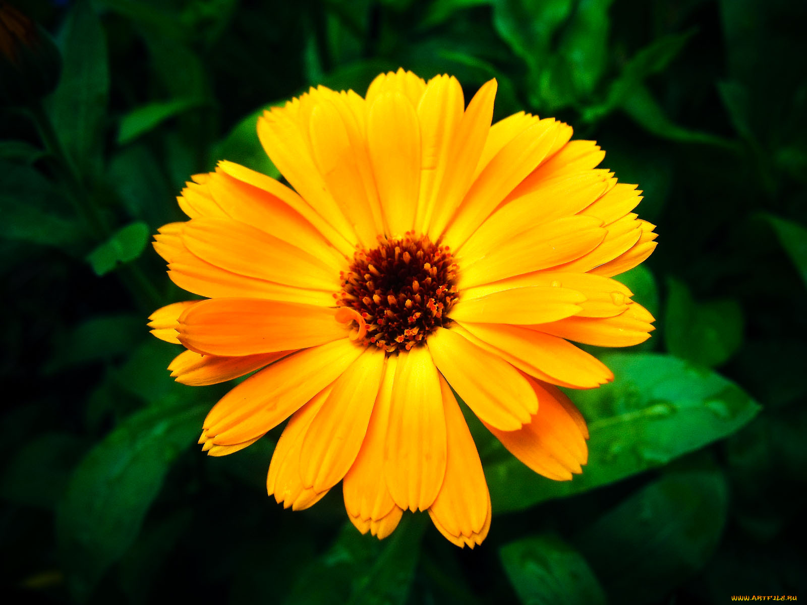 by, trausse, цветы, календула