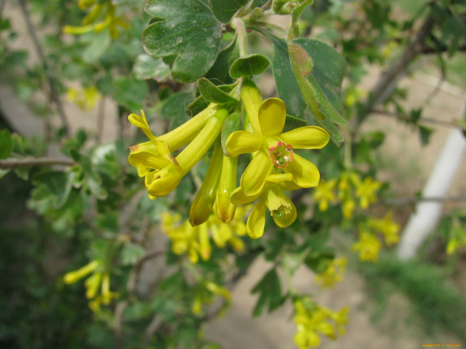 цветы, цветущие, деревья, кустарники