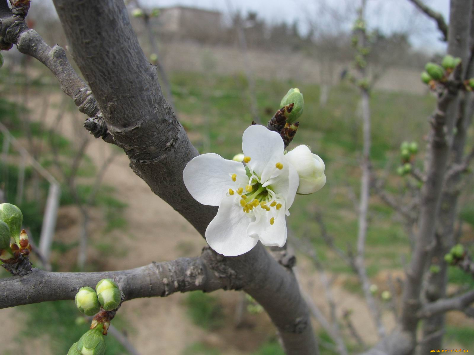 цветы, цветущие, деревья, кустарники