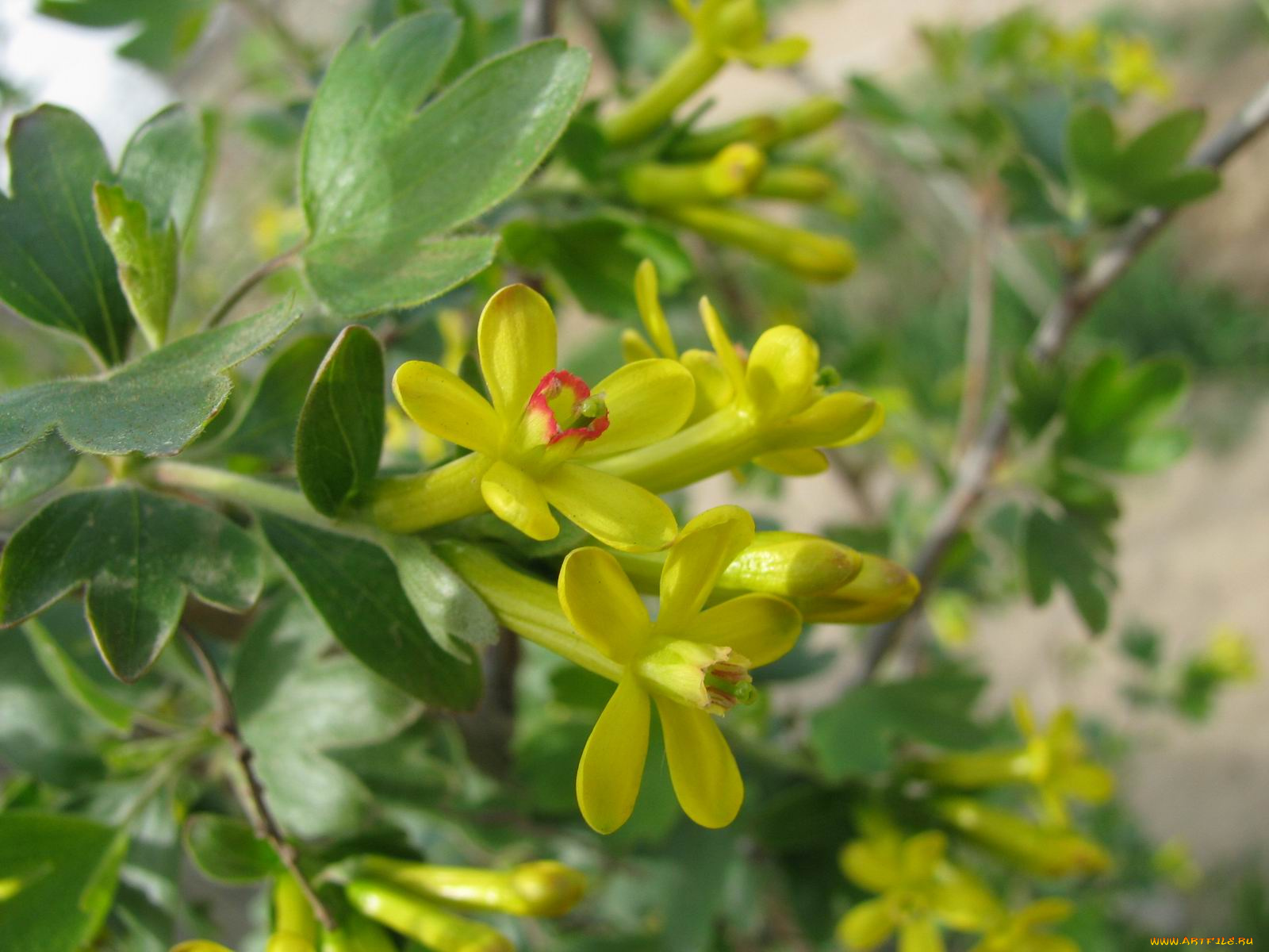 цветы, цветущие, деревья, кустарники