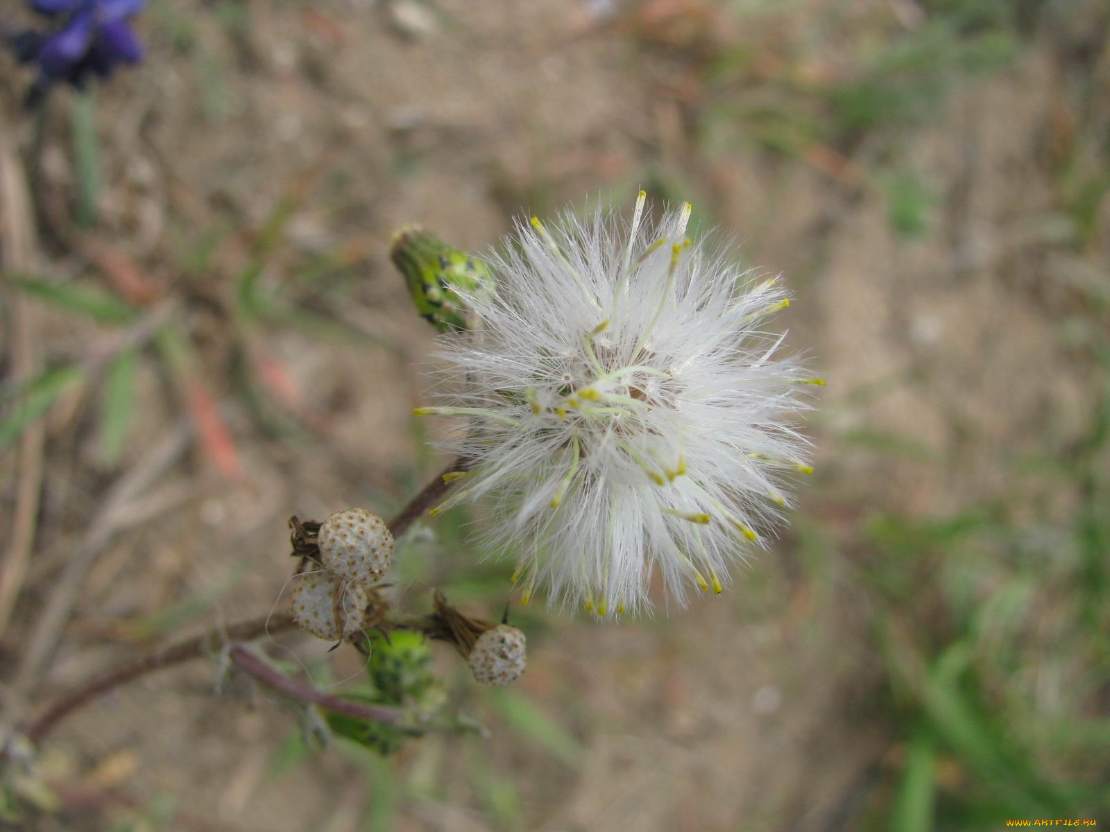 цветы, луговые, полевые