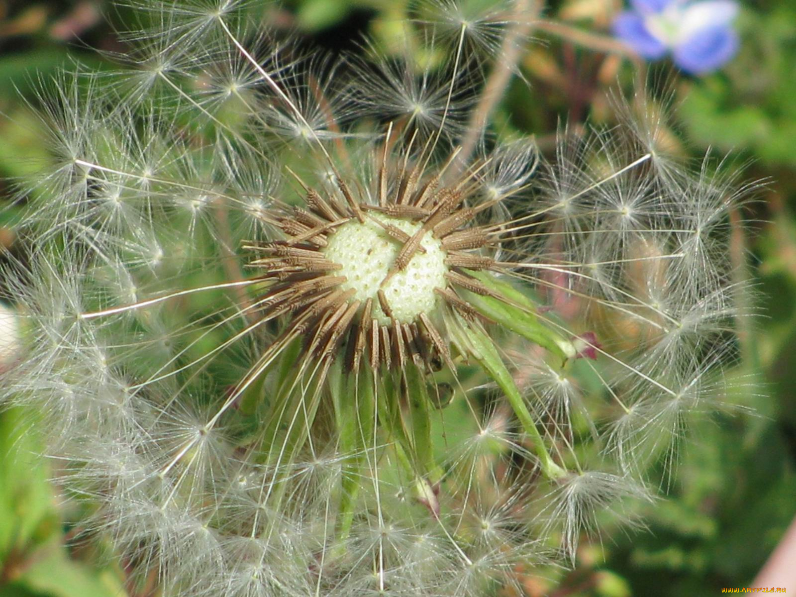 цветы, одуванчики