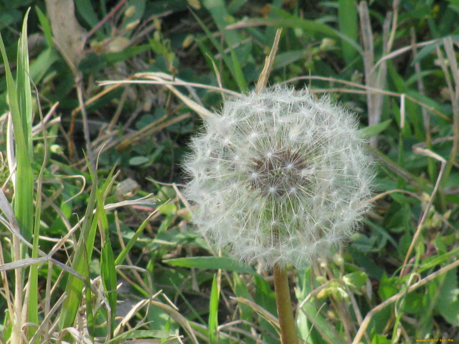 цветы, одуванчики