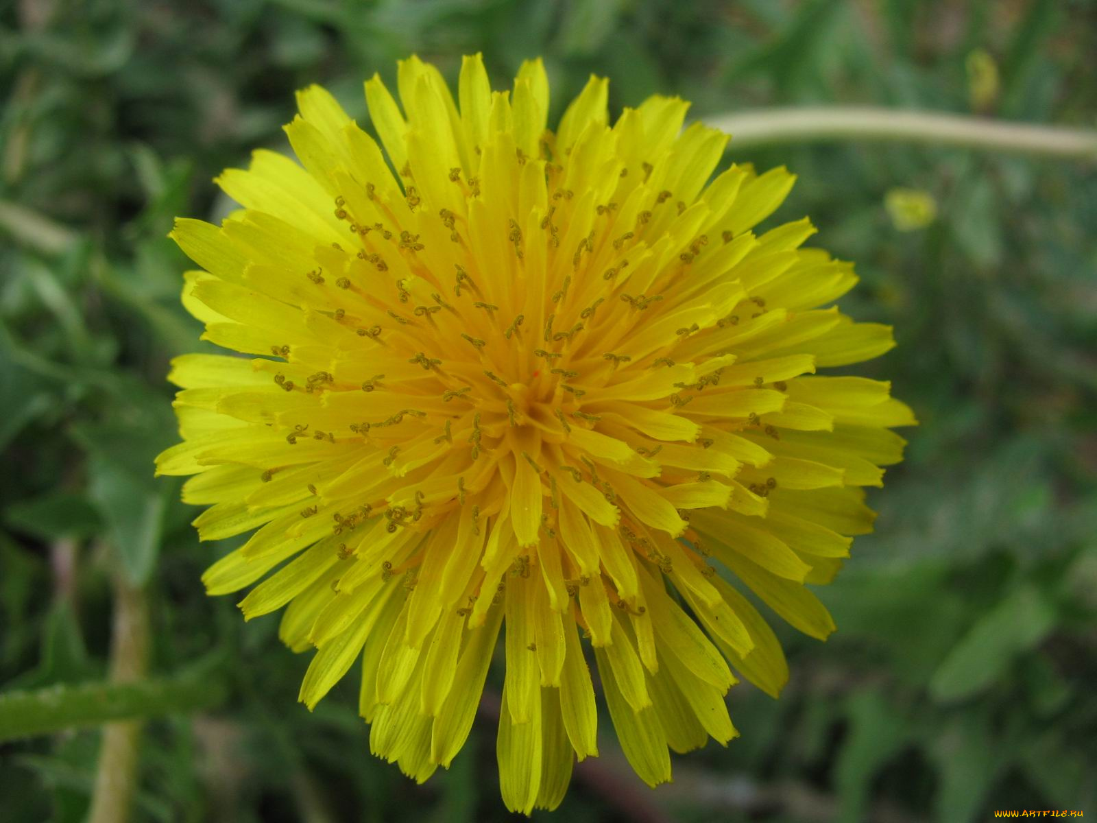 цветы, одуванчики