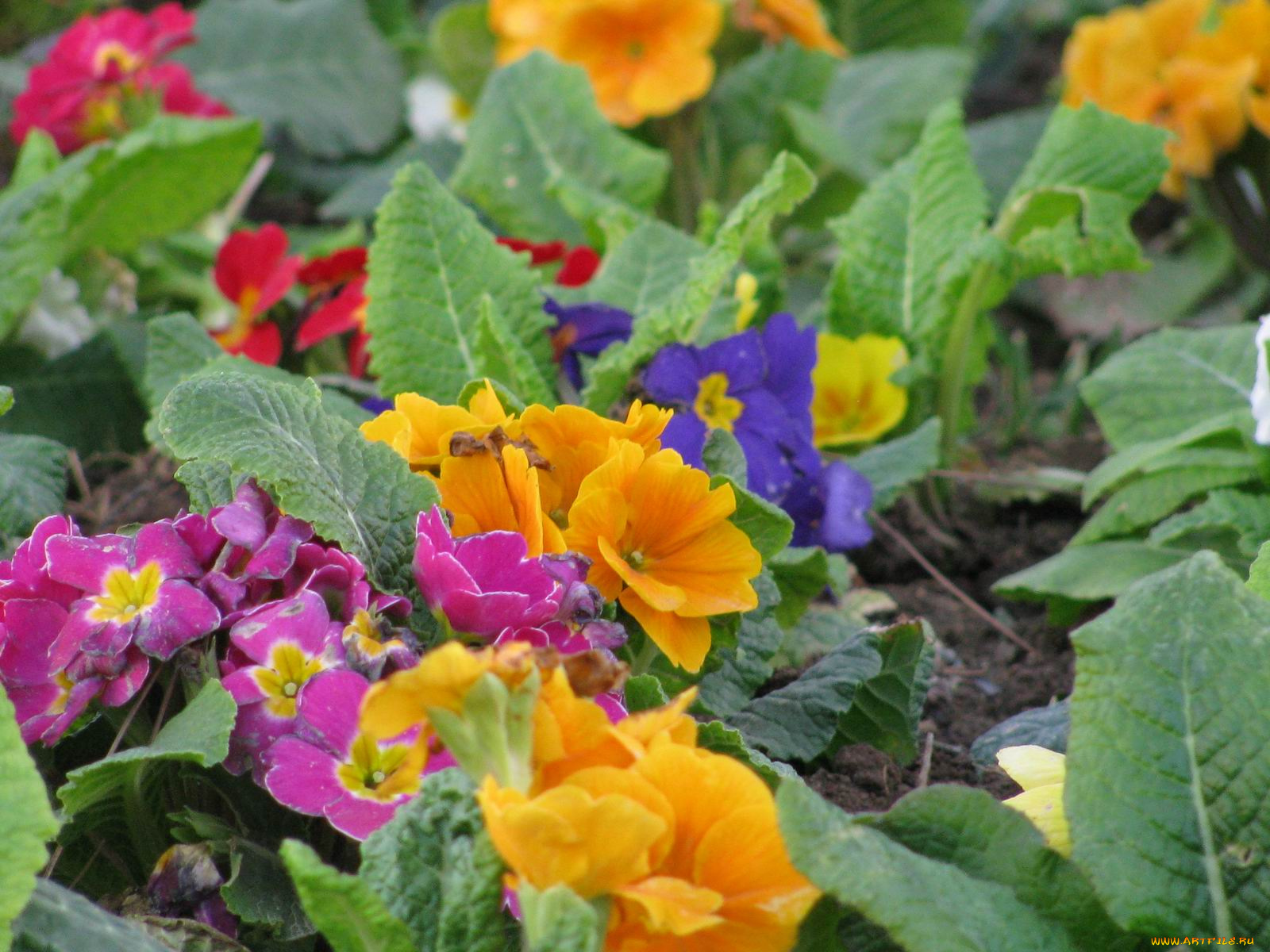 цветы, примулы