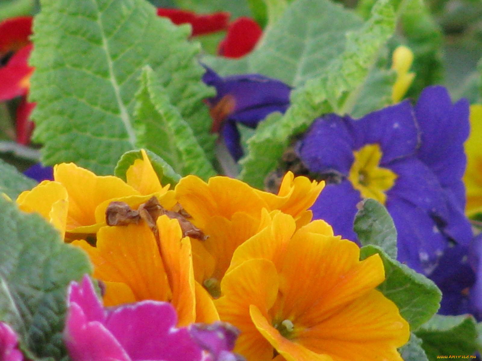 цветы, примулы