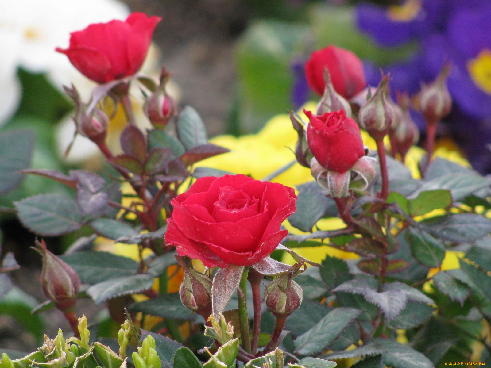 цветы, розы