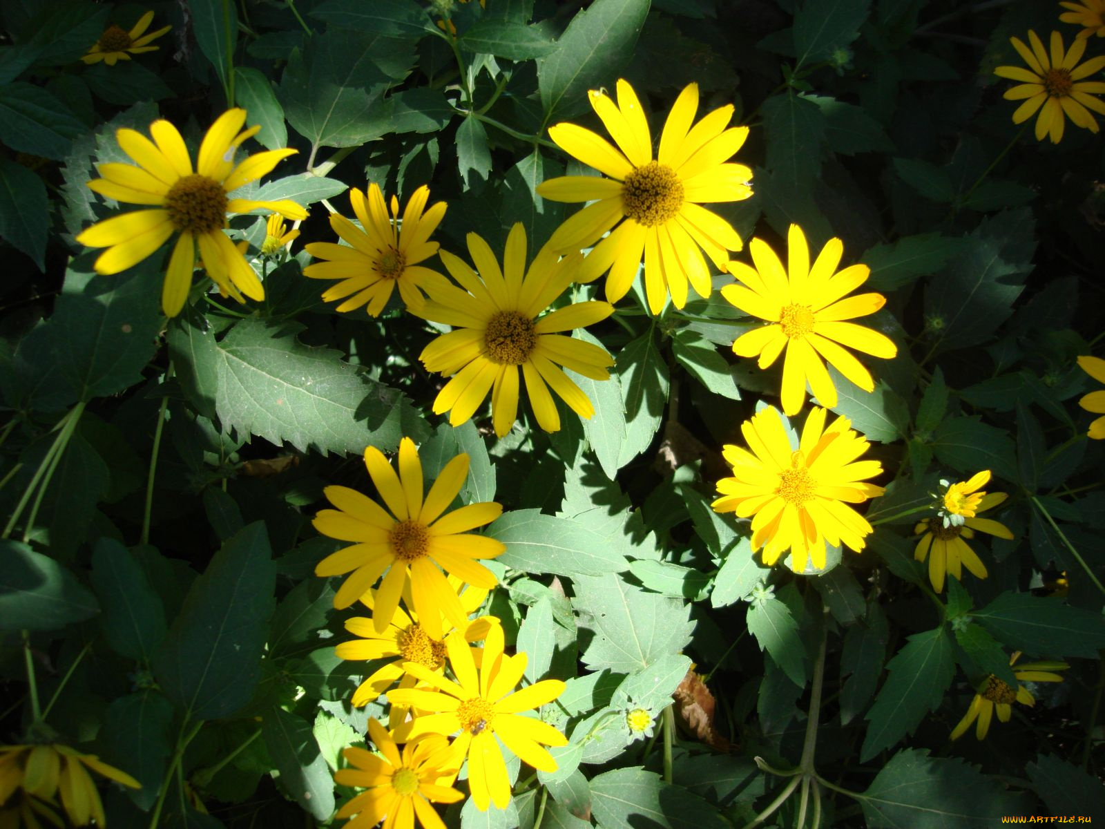 цветы, рудбекия