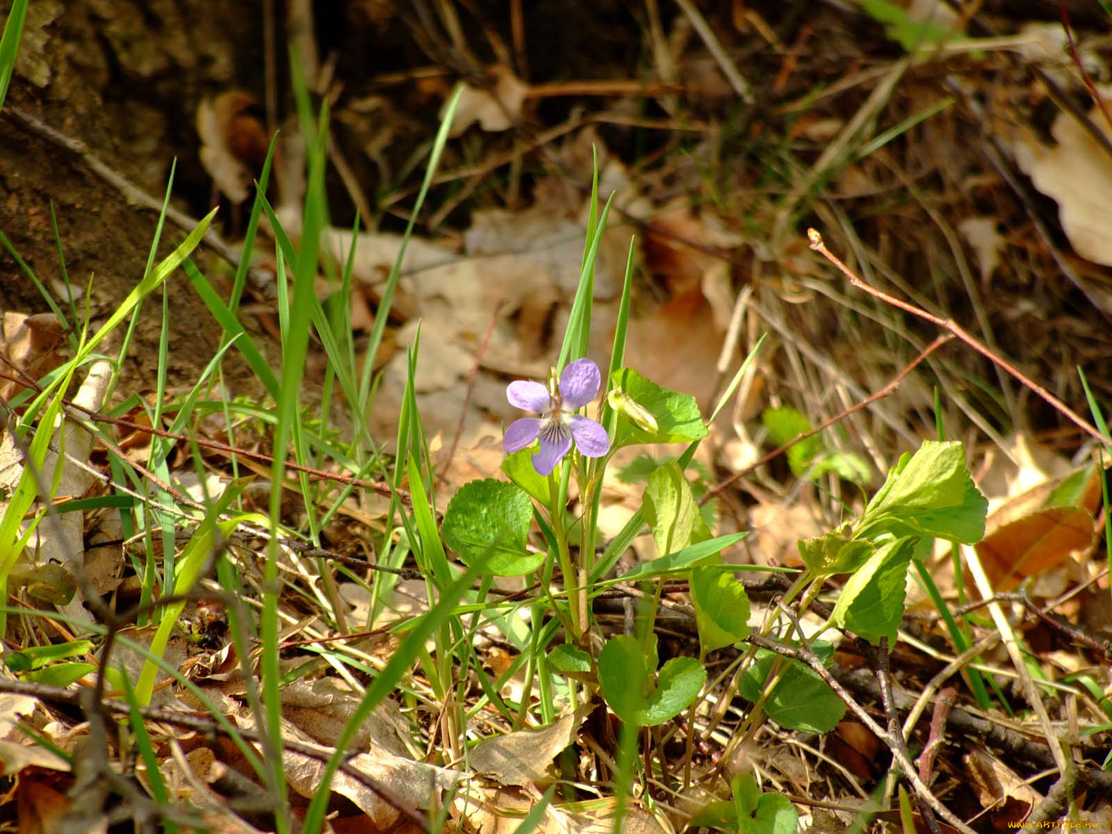 no, name, цветы, луговые, полевые