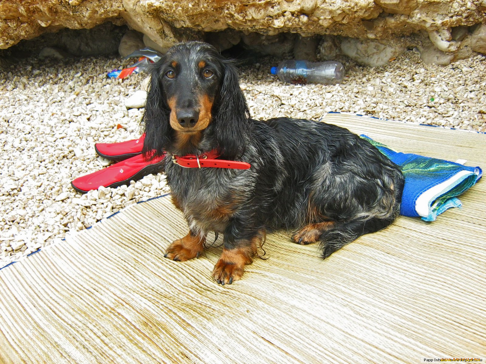 животные, собаки