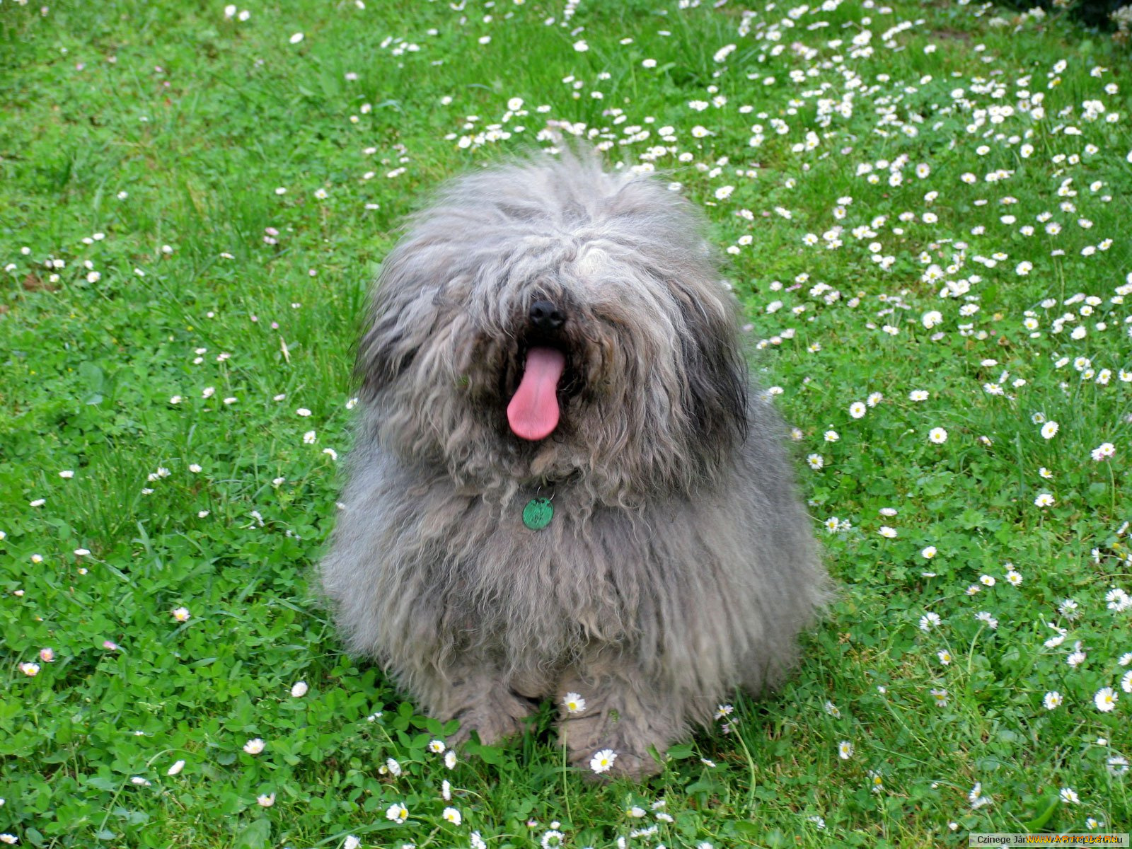 животные, собаки