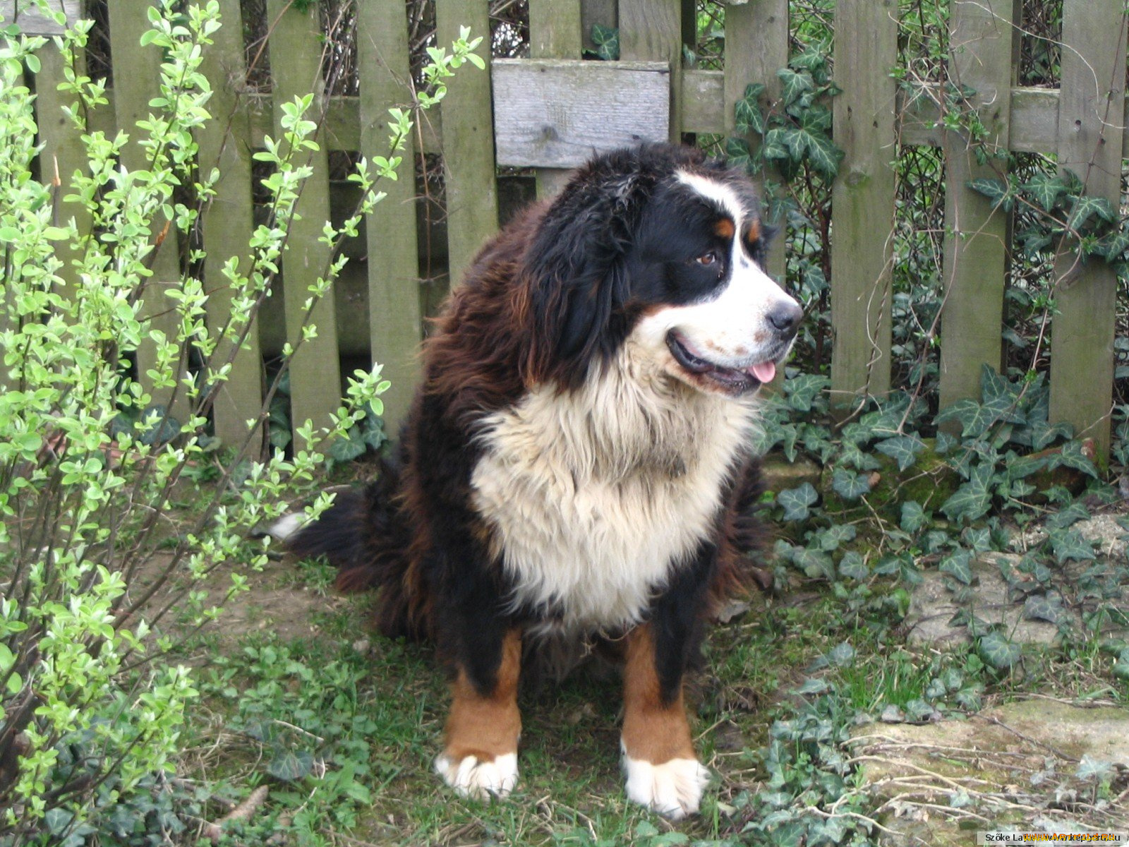 животные, собаки