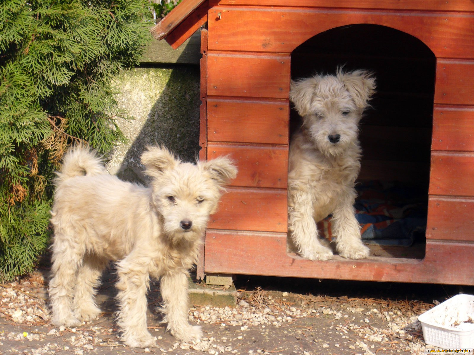 животные, собаки