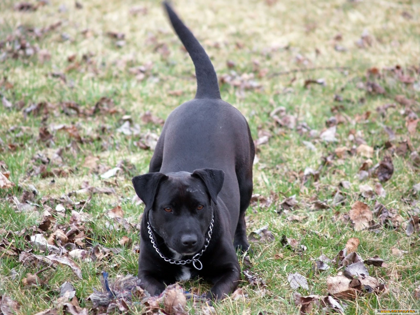 животные, собаки