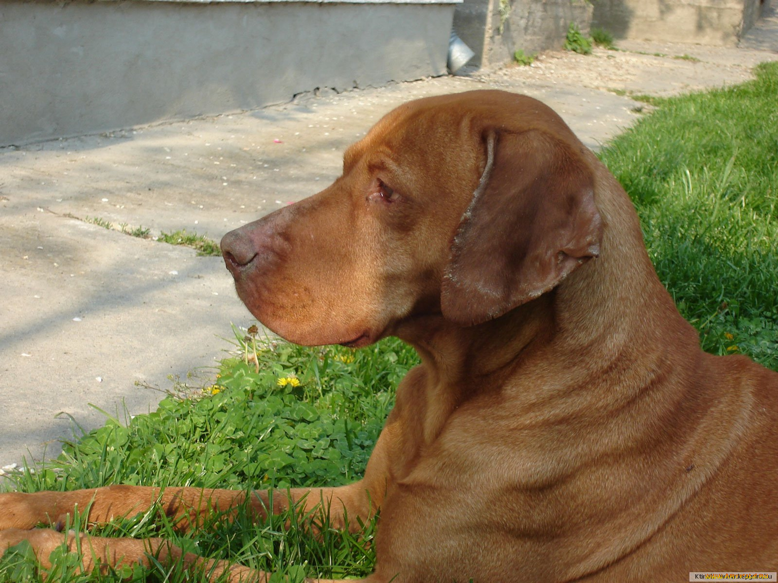 животные, собаки