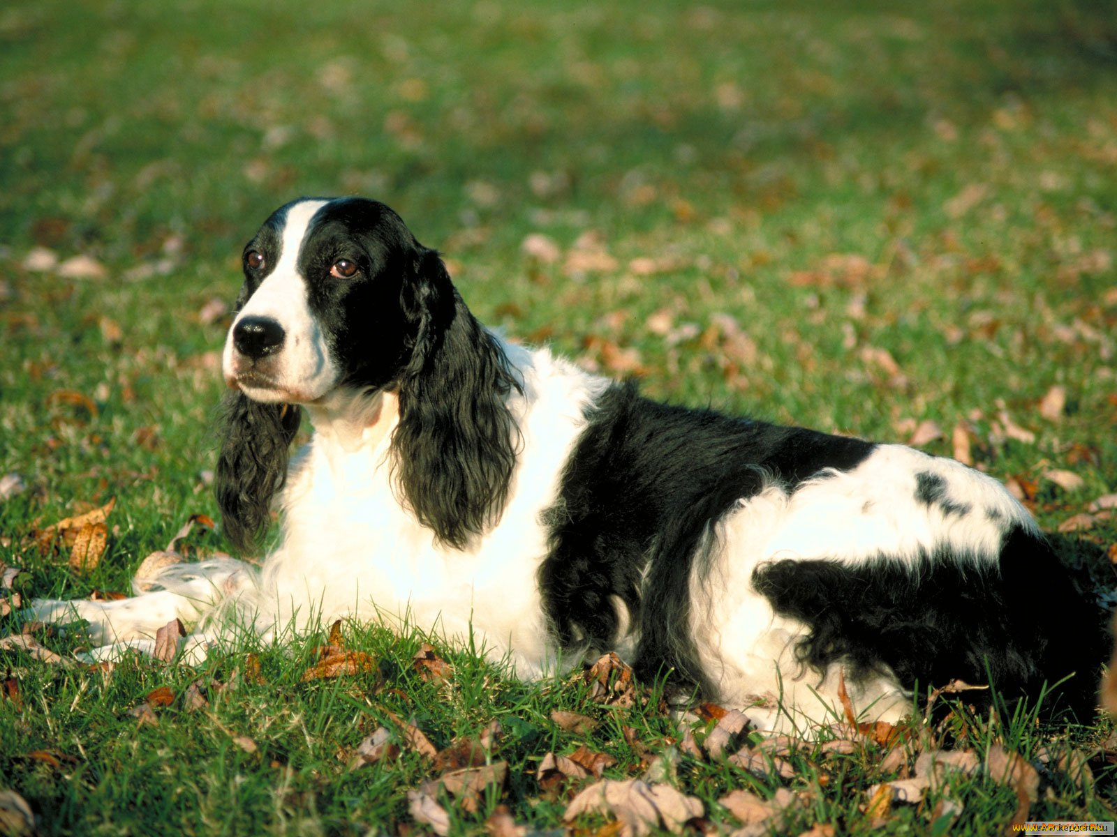 животные, собаки