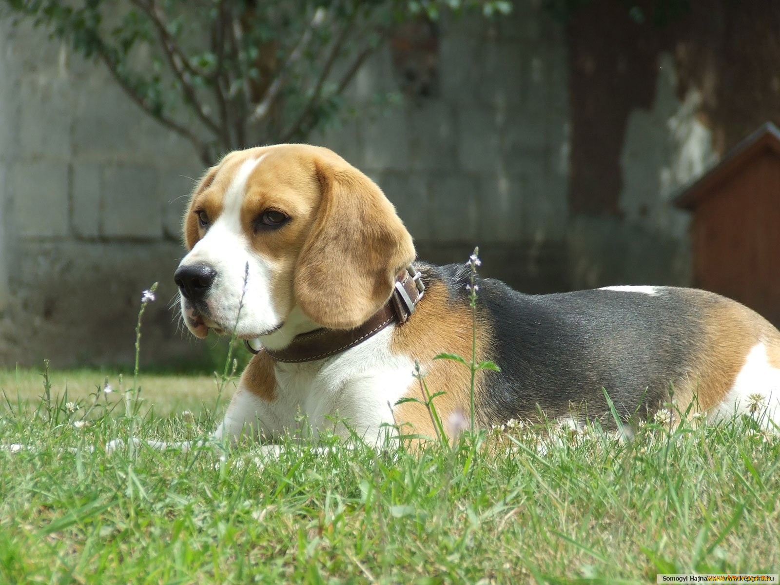 животные, собаки