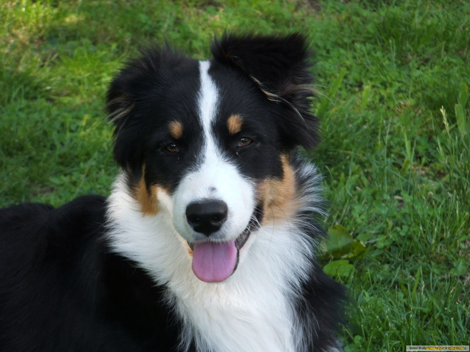 животные, собаки