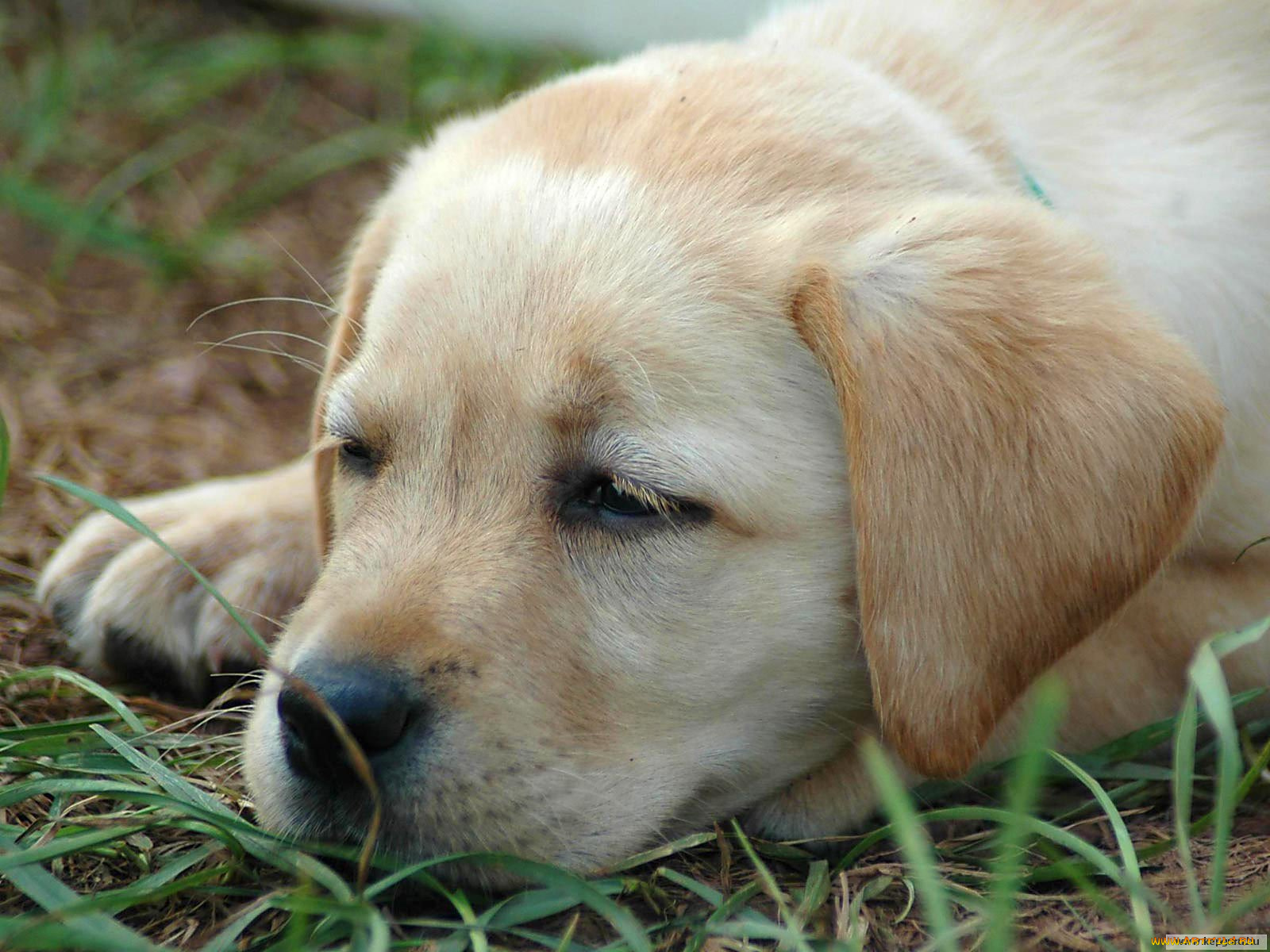 животные, собаки