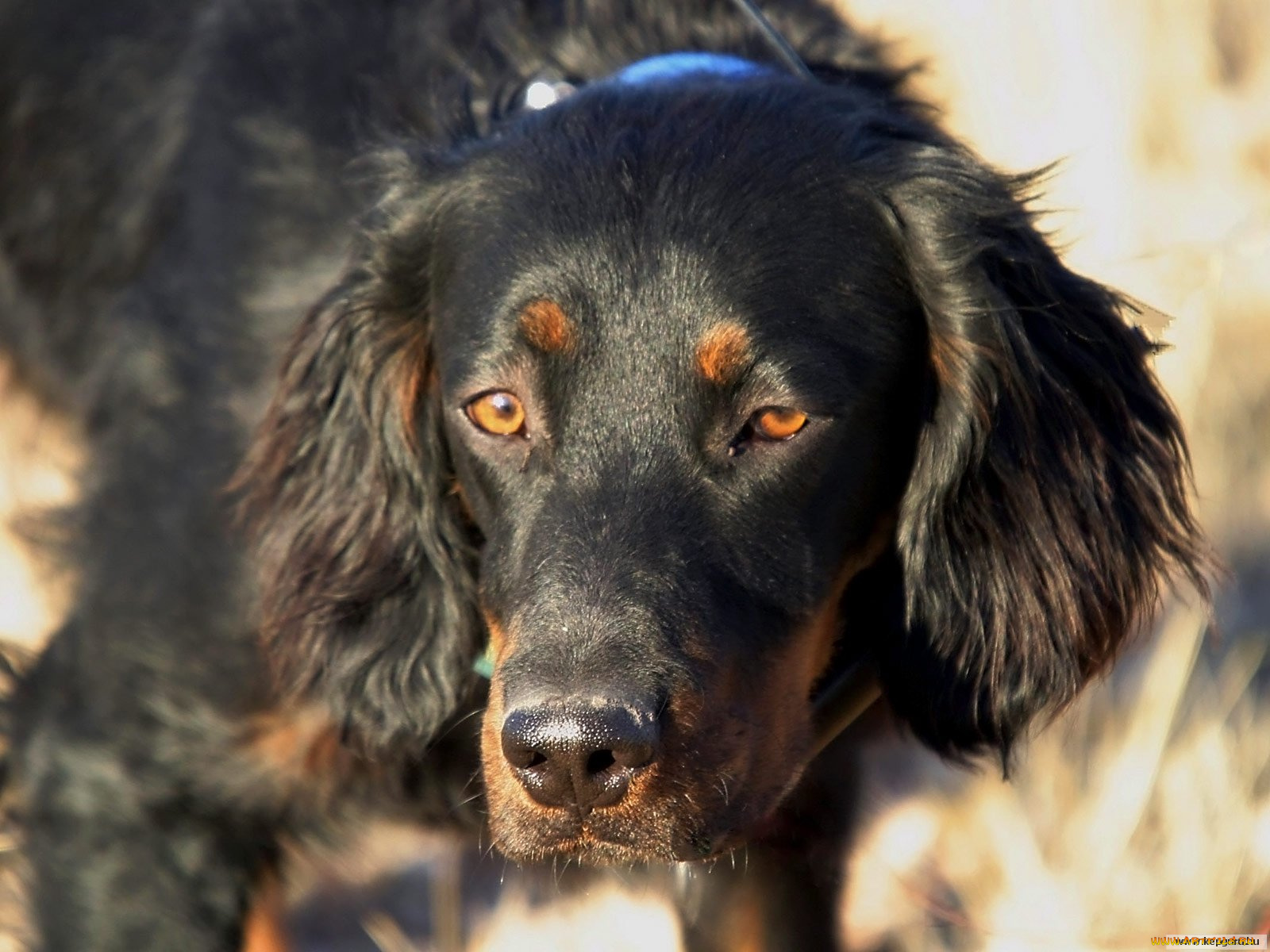 животные, собаки