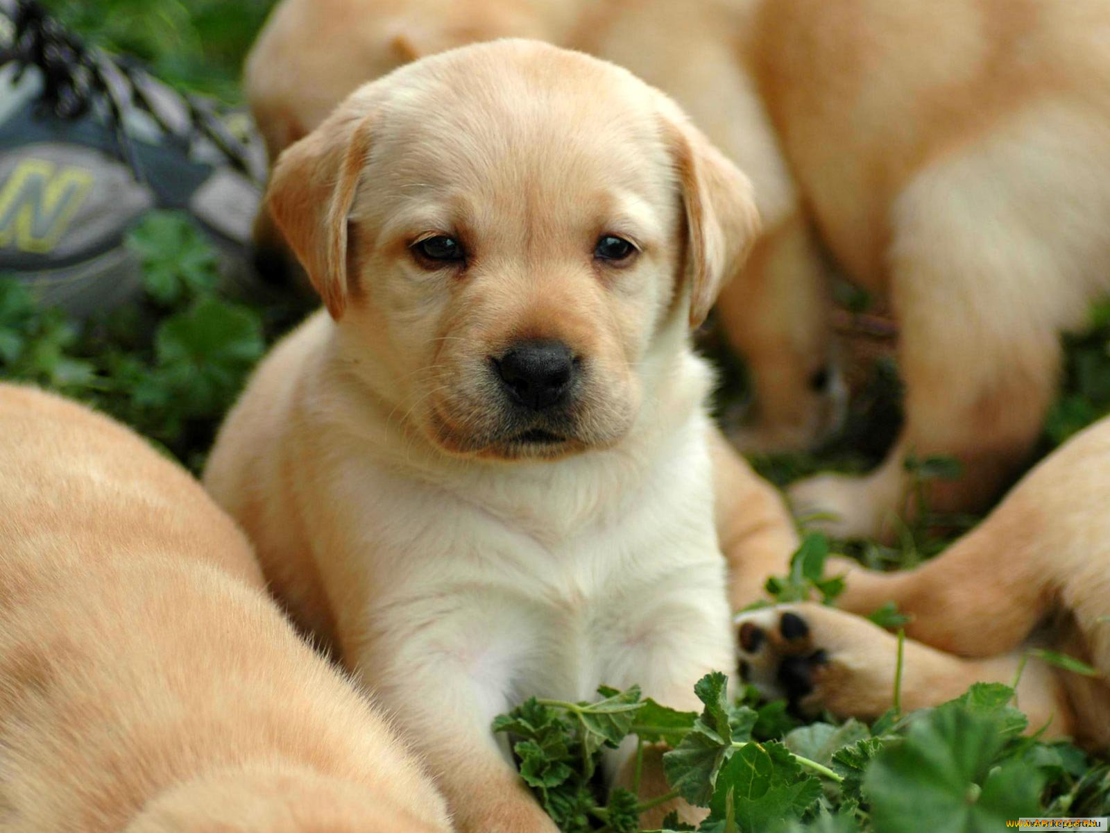 животные, собаки