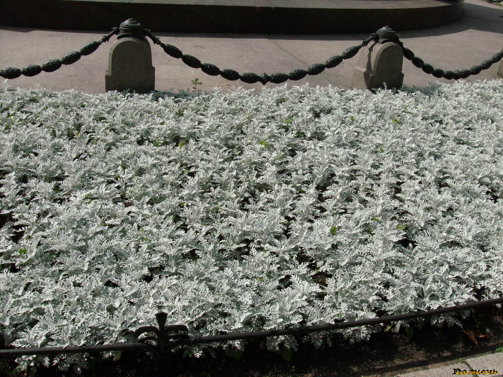 санкт, петербурге, цветы