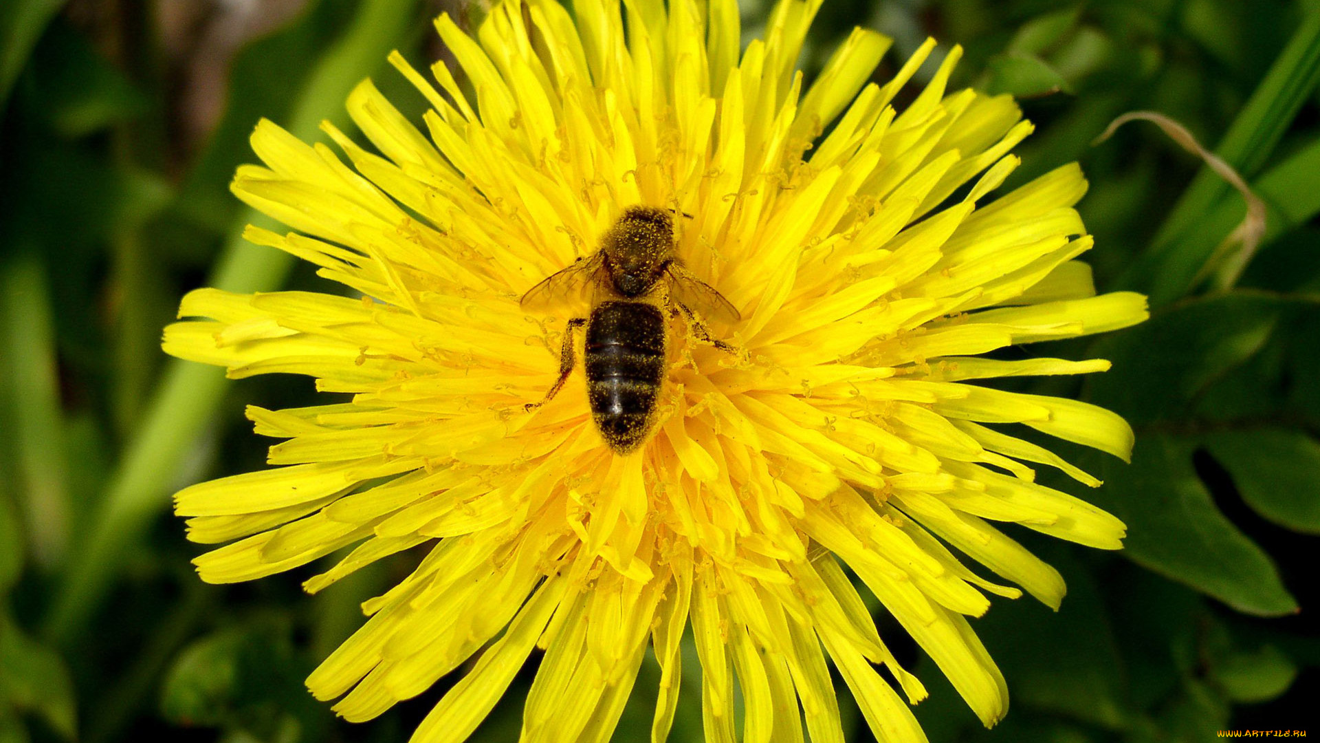 цветы, одуванчики