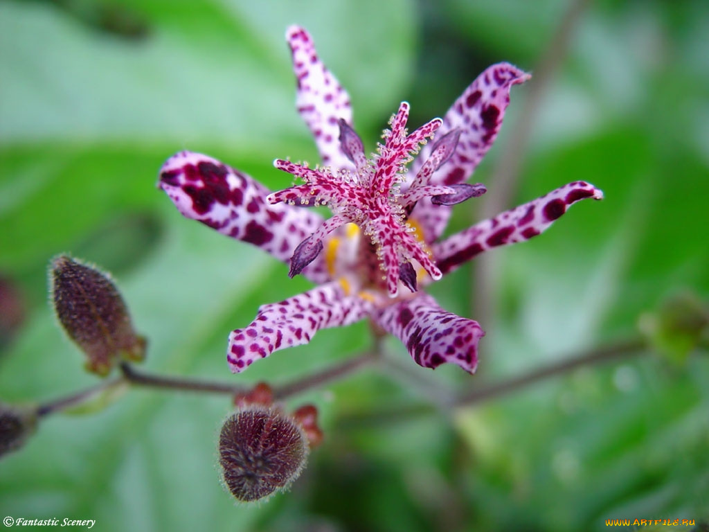 цветы, орхидеи