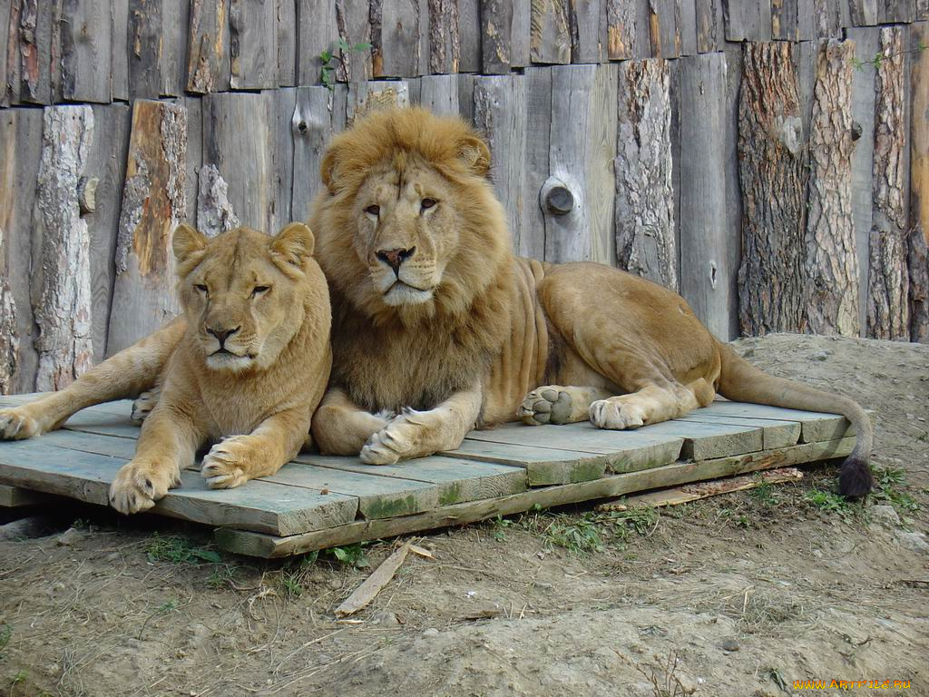 животные, львы